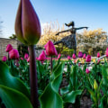 Celebrate Spring with Kansas City's Vibrant Flower Festivals